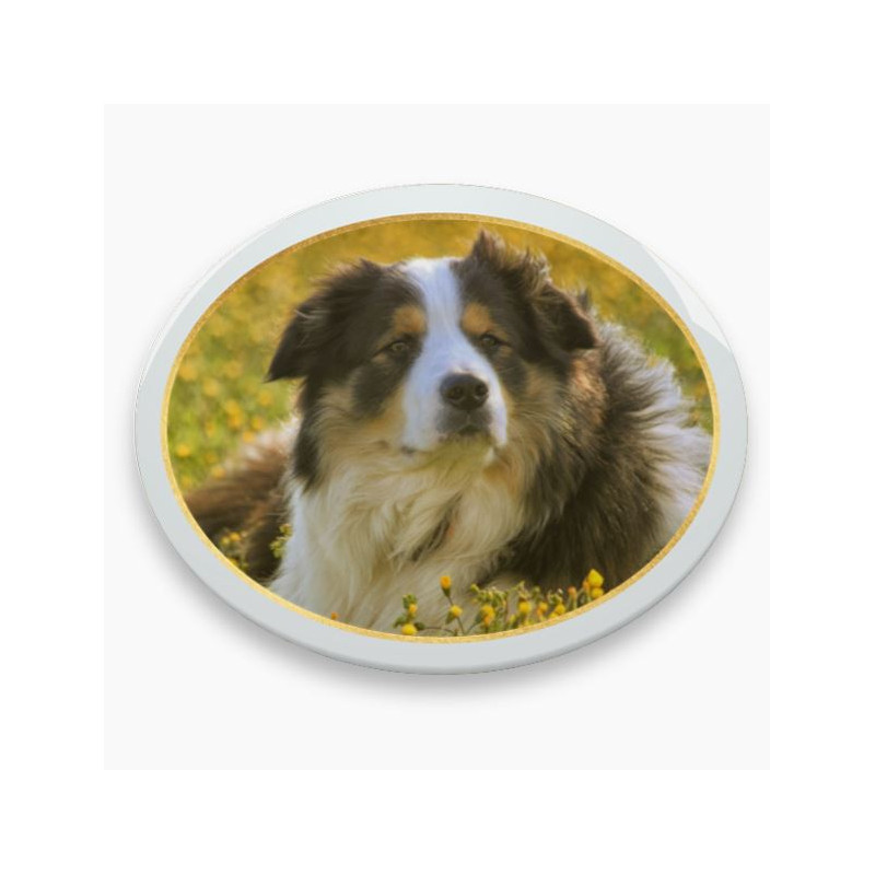 Photo porcelaine ovale horizontale filet or - Médaillon photo couleur Chien, Chats