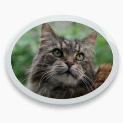 Photo porcelaine ovale horizontale bordure blanche - Médaillon photo couleur Chien, Chats