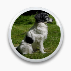 Photo porcelaine ronde bordure blanche - Médaillon photo couleur  Chien, Chats