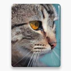 Photo porcelaine rectangle - Médaillon photo couleur Chien, Chats