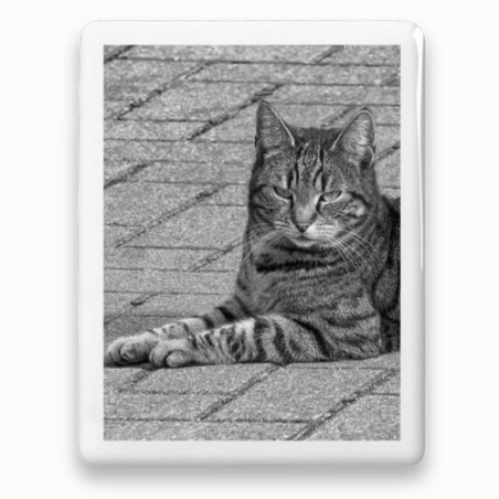 Photo porcelaine rectangle bordure blanche- Médaillon photo noir et blanc Chien, Chats