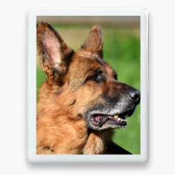 Photo porcelaine rectangle bordure blanche - Médaillon photo couleur Chien, Chats