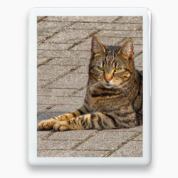 Photo porcelaine rectangle bordure blanche - Médaillon photo couleur Chien, Chats