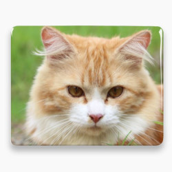 Photo porcelaine rectangle horizontale - Médaillon photo couleur Chien, Chats