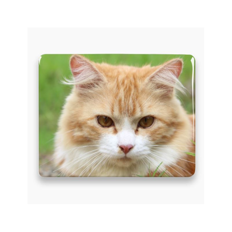 Photo porcelaine rectangle horizontale - Médaillon photo couleur Chien, Chats