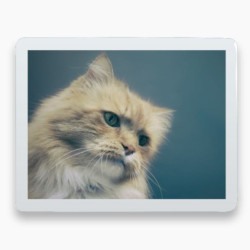 Photo porcelaine rectangle horizontale bordure blanche - Médaillon couleur Chien, Chats