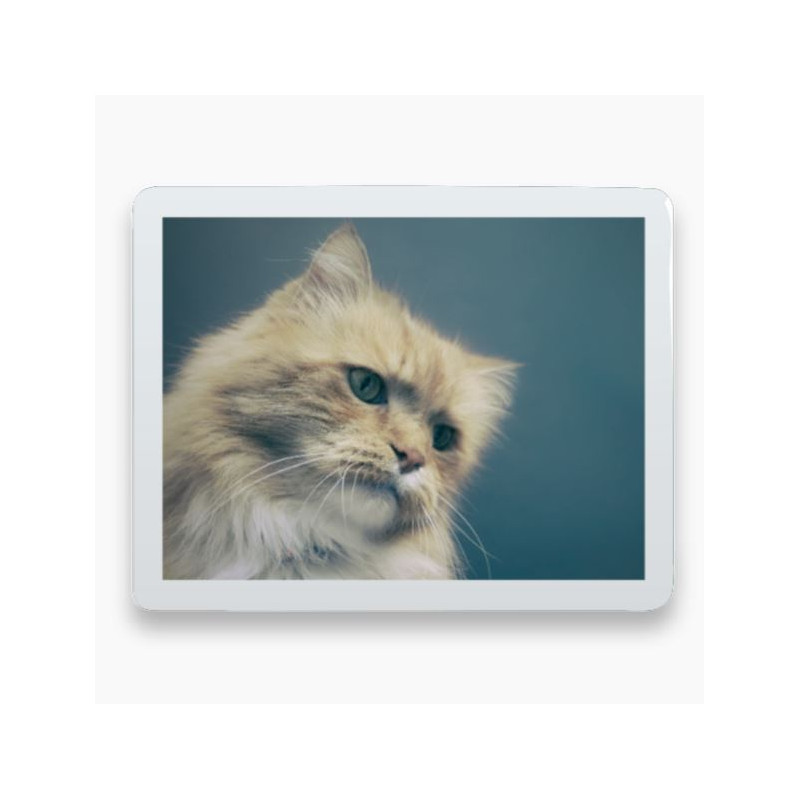 Photo porcelaine rectangle horizontale bordure blanche - Médaillon couleur Chien, Chats