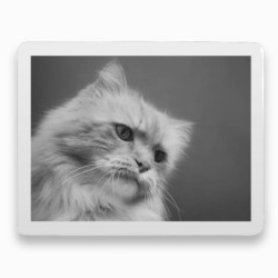 Photo porcelaine rectangle horizontale bordure blanche- Médaillon photo noir et blanc Chien, Chats