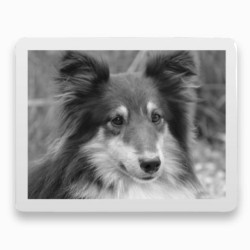 Photo porcelaine rectangle horizontale bordure blanche- Médaillon photo noir et blanc Chien, Chats