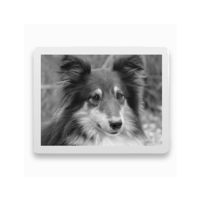 Photo porcelaine rectangle horizontale bordure blanche- Médaillon photo noir et blanc Chien, Chats