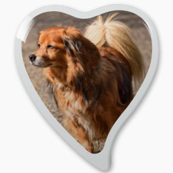 Photo porcelaine grand coeur bordure blanche - Médaillon photo couleur Chien, Chats